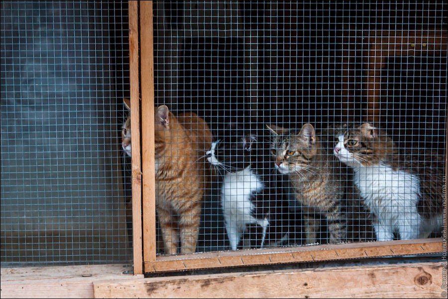 Картахенские котэ