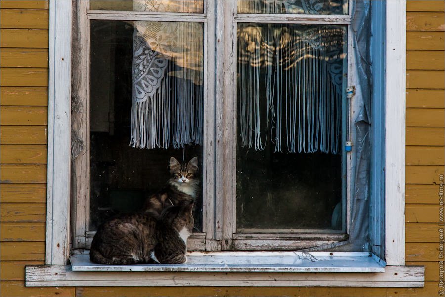 26. Кошки на окне