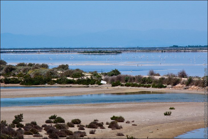 Фламинго